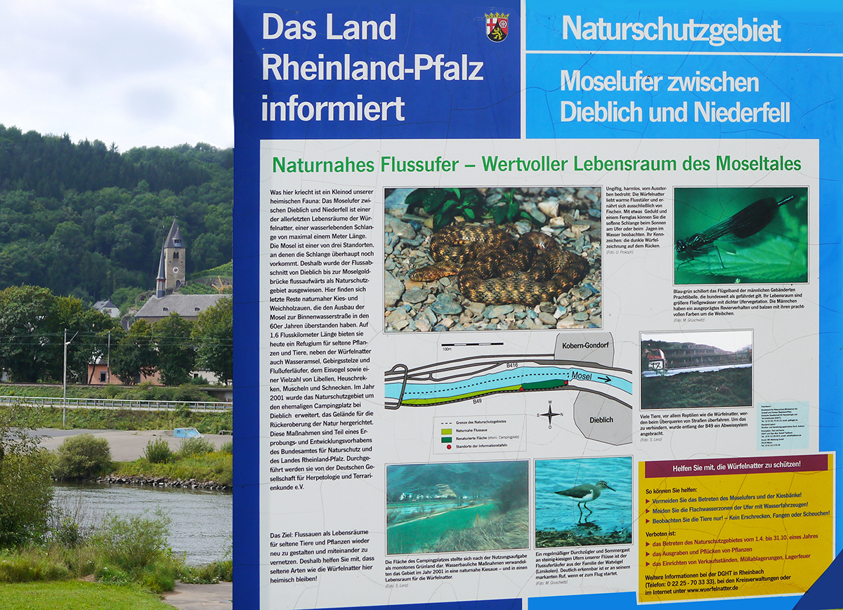 Wertvoller Lebensraum - Am Moselufer in Dieblich Wertvoller Lebensraum - Am Moselufer in Dieblich