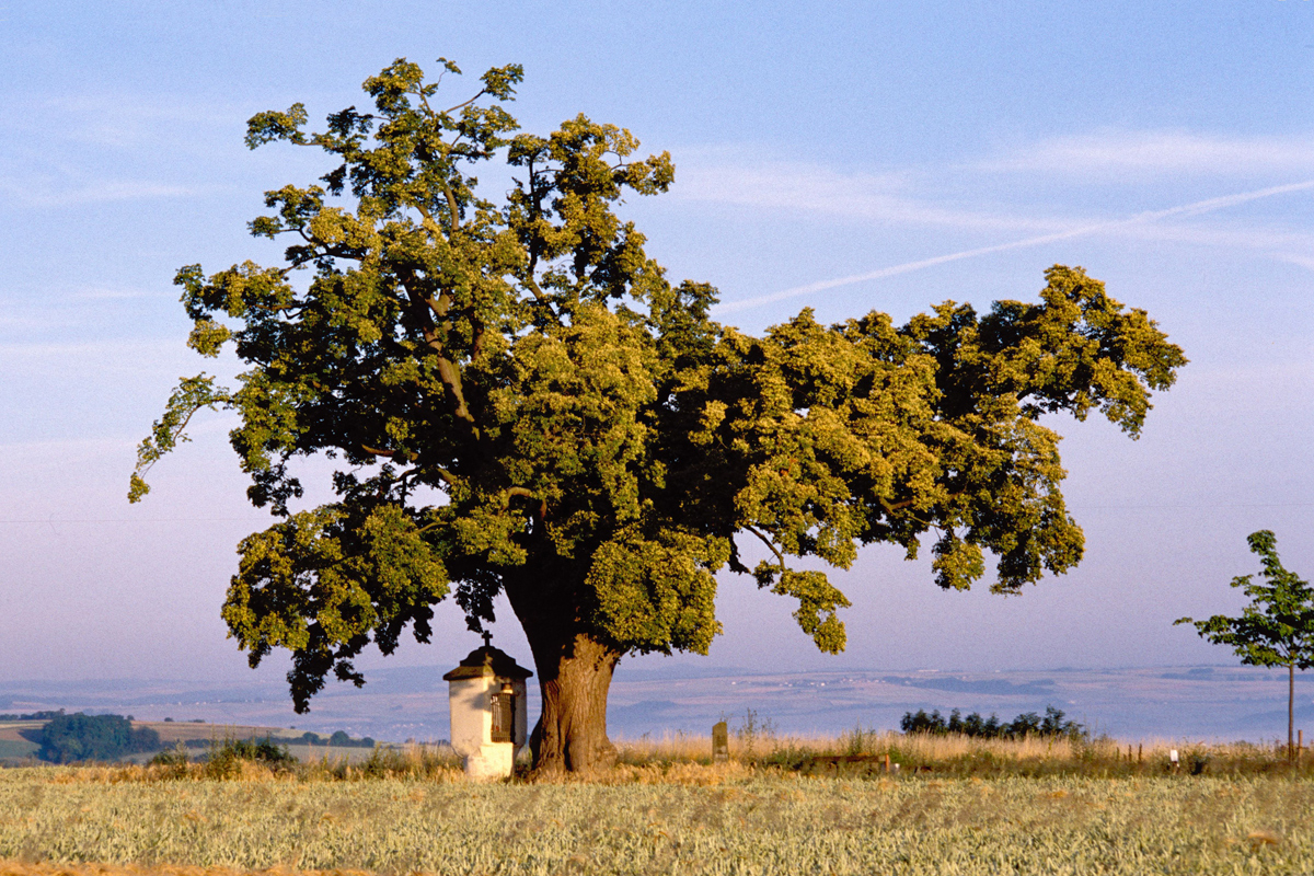 Der Lindenbaum im Jahr 1999 … oberhalb von Lehmen Der Lindenbaum im Jahr 1999 … oberhalb von Lehmen